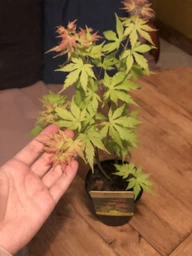 Японский клен (Japanese maple) Orange Dream, 30 - 40 см, объем горшка 0,75л