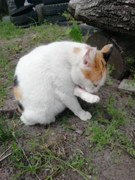 Сухий корм для дорослих котів PURINA ONE Adult з куркою, 800 г (7613035467866) фото від покупців 1