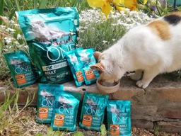 Сухий корм для дорослих котів PURINA ONE Adult з куркою, 800 г (7613035467866)