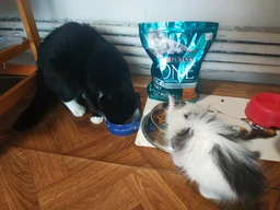 Сухий корм для стерилізованих кішок Purina One Sterilcat з куркою 1500 г фото від покупців 15