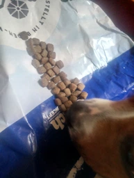 Сухой корм для взрослых собак Bosch Dog Premium 20 кг (4015598300209) (930420) фото от покупателей 9