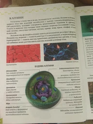 Энциклопедия для любознательных О теле человека фото от покупателей 4