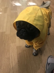 Куртка-дощовик Noble Pet Moss Yellow XL (M4108/XL) фото від покупців 3