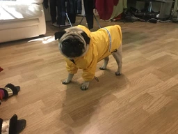 Куртка-дощовик Noble Pet Moss Yellow XL (M4108/XL)