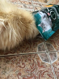 Консервований корм Purina One Adult З куркою та зеленою фасолею 24 шт х 85 г (7613038255743-24) фото від покупців 14