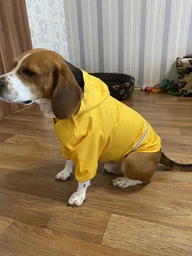 Дощовик з капюшоном для собак Noblepet Moss Blue, одяг для собак унісекс, M-Long (M4106/M-Long-Blue)