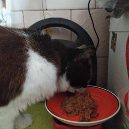 Упаковка влажного корма для котят Purina One Junior с лососем и морковью 26х85 г (7613287901965) фото от покупателей 1
