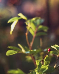 Canon EF 50mm f/1.8 STM фото от покупателей 1