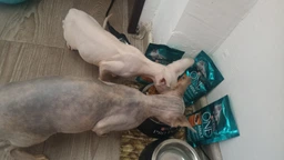 Консервований корм Purina One Adult З куркою та зеленою фасолею 24 шт х 85 г (7613038255743-24) фото від покупців 13