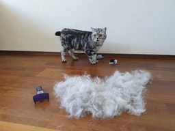 Фурминатор для котов с короткой шерстью FURminator размер M/L (691661) (4048422141259)