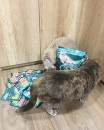 Сухой корм для взрослых стерилизованных кошек Purina One Sterilcat с говядиной 1.4 кг (8445291792401) фото от покупателей 8
