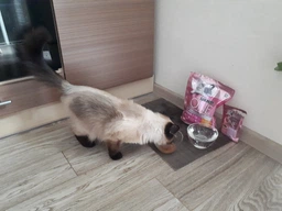 Вологий корм для кошенят Purina One Junio з лососем в гриль соусі 24 х 85 г 24х85г(7613038224466) фото від покупців 18