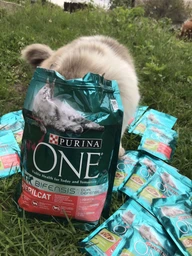 Сухой корм для взрослых стерилизованных кошек Purina One Sterilcat с говядиной 1.4 кг (8445291792401) фото от покупателей 4