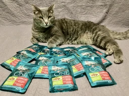 Вологий корм PURINA ONE Sterilcat для стерилізованих кішок з індичкою та зеленою квасолею 48шт*85г фото від покупців 14