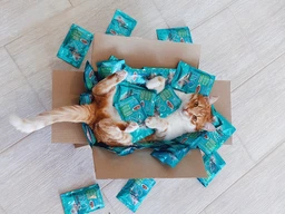 Вологий корм Purina One Indoor Formula для котів, тунець і зелена квасоля в соусі 85г.(7613038255903) фото від покупців 16