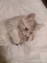 Іграшка для котів Trixie Мишка плюшева з м'ятою 7 см (4011905457352) фото від покупців 1