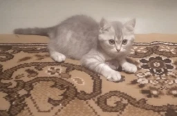 Іграшка для котів Trixie Мишка плюшева з м'ятою 7 см (4011905457352)