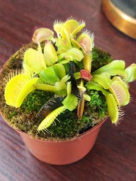 Росток венериной мухоловки. Дионея Floret фото от покупателей 18