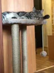 Когтеточка для кота дряпка Мур-Мяу Гламур 37х37х64 см для кошек в сизалевой веревке Светло Бежевый