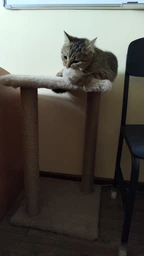Когтеточка для кота дряпка Мур-Мяу Гламур 37х37х64 см для кошек в сизалевой веревке Светло Бежевый фото от покупателей 2
