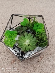 Набор Garden mix Флорариум своими руками икосаэдр S фото от покупателей 5