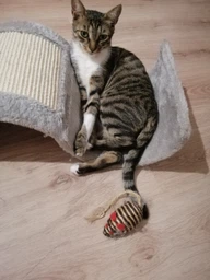 Дряпка (кігтеточка) для котів Trixie Хвиля 29 x 18 x 50 см (сіра з бежевим) (4047974432624) фото від покупців 2
