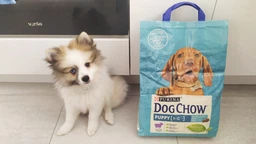 Сухий корм Dog Chow Puppy для цуценят з ягням 2.5 кг фото від покупців 10