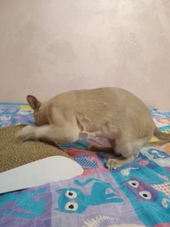 Когтеточка-лежанка Dream Say Meow - 57х24х7см
