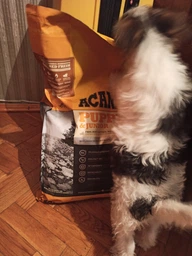 Сухой корм для щенков средних пород Acana Heritage Puppy Recipe 2кг фото от покупателей 2