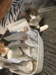 Сухой монопротеиновый корм для взрослых котов Schesir Cat Adult Chicken с курицей 10 кг (8005852760814) фото от покупателей 5