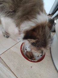 Вологий корм для собак з ягнятком та рубцем PetKind Lamb Tripe Formula, 369 гр