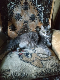 Сухой корм с птицей для котов всех возрастов Acana Wild Prairie Cat, 340 гр фото от покупателей 15