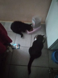 Сухой корм Purina Friskies для взрослых котов с курицей и овощами 10 кг фото от покупателей 12