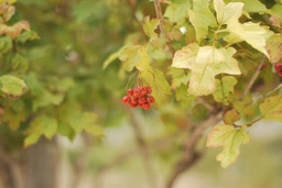 Nikon 50mm f/1.4 G AF-S Nikkor фото від покупців 3