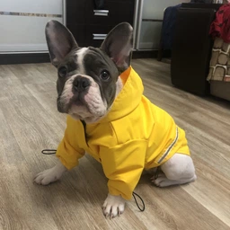 Дощовик з капюшоном для собак Noblepet Moss Blue, одяг для собак унісекс, M-Long (M4106/M-Long-Blue)