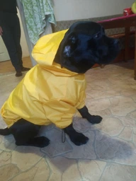 Куртка-дощовик для собак Noble Pet Moss Yellow M-Short (M4108/M-Short) фото от покупателей 1