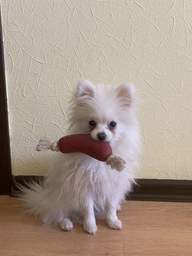 Игрушка Trixie Сарделька на веревке для собак, 11 см (винил) фото от покупателей 4