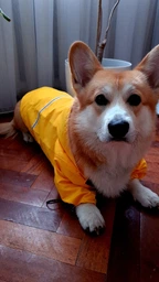 Куртка-дощовик для собак Noble Pet Moss Yellow M-Short (M4108/M-Short)