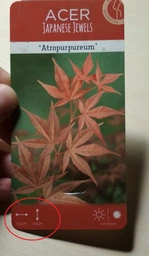 Японский клен (Japanese maple) Atropurpureum, 30-40см, объем горшка 0,8л (RG002)