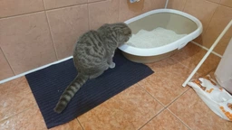 Наполнитель для кошачьего туалета Van Cat Premium Cat Litter Бентонитовый комкующий 20 кг (24 л) (8699245858518) (8699245858594) фото от покупателей 5