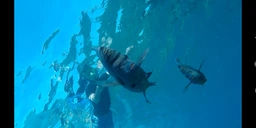 Маска для Плавання, Снорклінгу, Дайвінгу DiveIn S/M з Сумкою, Чохлом для Телефону Блакитна фото від покупців 2