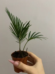 Цикас Революта (Саго́вник поника́ющий) Cycas Revoluta, Ø12 см. H 40-50 см. фото от покупателей 6
