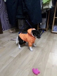 Зимний комбинезон для собак Dog S Оранжевый фото от покупателей 19