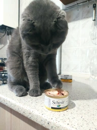 Влажный корм Schesir Tuna with Surimi для кошек, тунец с сурими в желе, 85 г х 12 шт