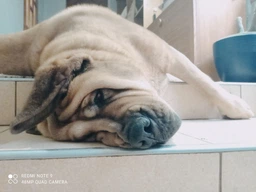 Сухой корм Brit Premium Dog Adult M для собак средних пород с курицей 15 кг фото от покупателей 7