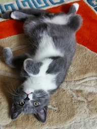 Сухий корм для кішок Club 4 Paws Преміум. Для кошенят зі смаком курки 300 г (4820083909115) фото від покупців 2