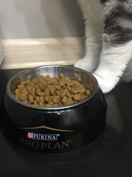 Сухий корм для кішок Purina Pro Plan Adult Derma Care підтримка здоров'я шкіри та краси шерсті з лососем 400 г (7613036544962) фото від покупців 1