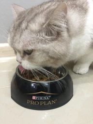 Сухий корм для кішок Purina Pro Plan Adult Derma Care підтримка здоров'я шкіри та краси шерсті з лососем 400 г (7613036544962) фото від покупців 2