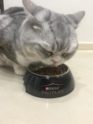 Сухий корм для кішок Purina Pro Plan Adult Derma Care підтримка здоров'я шкіри та краси шерсті з лососем 400 г (7613036544962) фото від покупців 4