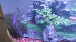 Аквариум Xiaomi Geometry Fish Tank Aquaponics Ecosystem 10 л White HF-JHYG001 (2001000011650) фото от покупателей 12